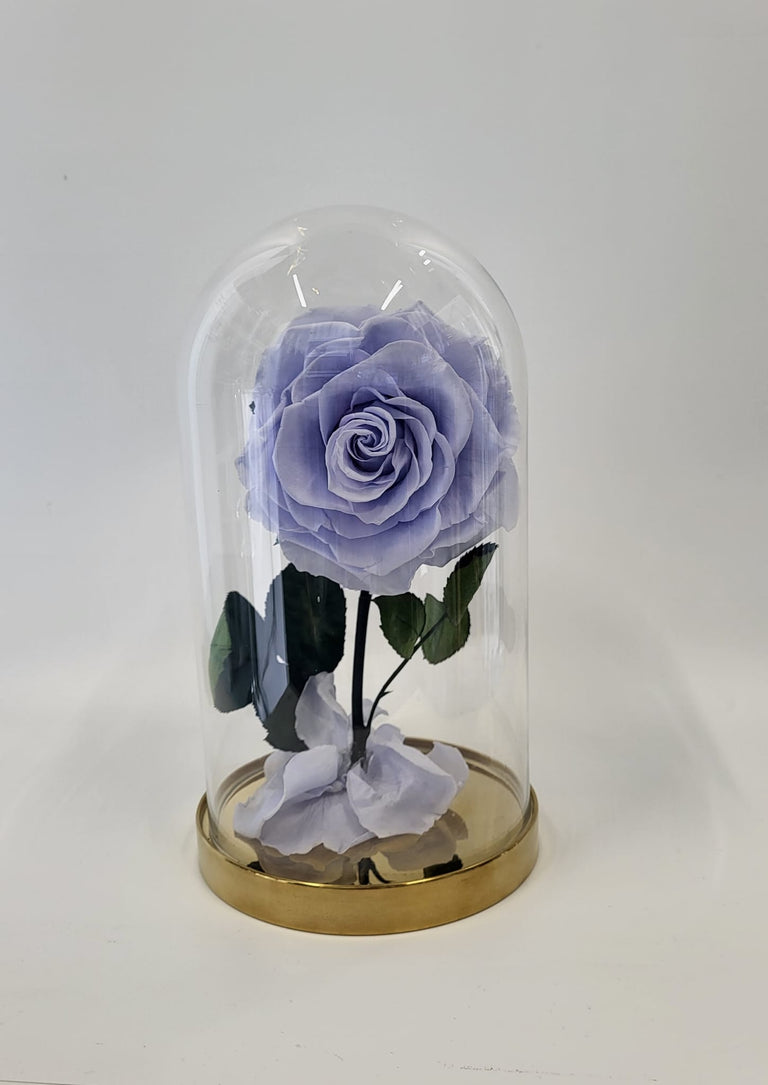 ENCHANTED ROSE - RED