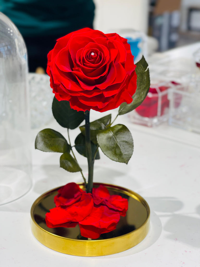 ENCHANTED ROSE - RED