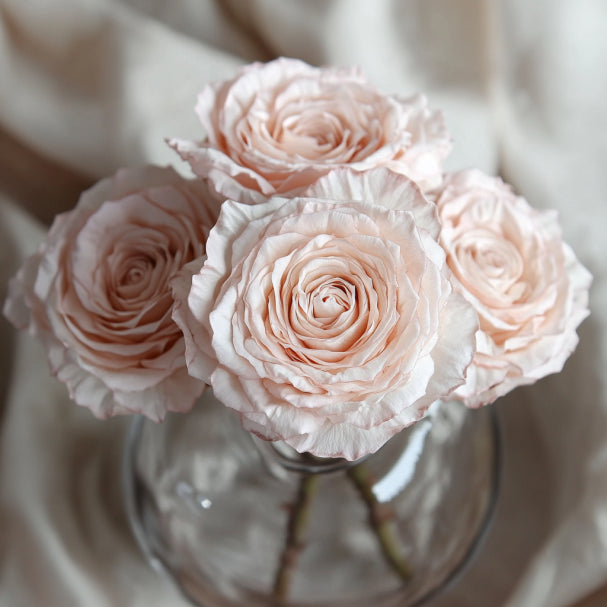 Eternal Petals