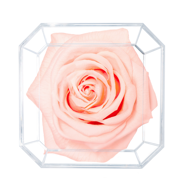 SOLO | BLUSH