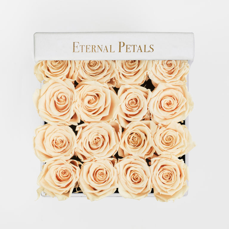 CHAMPAGNE | WHITE FLOWER BOX