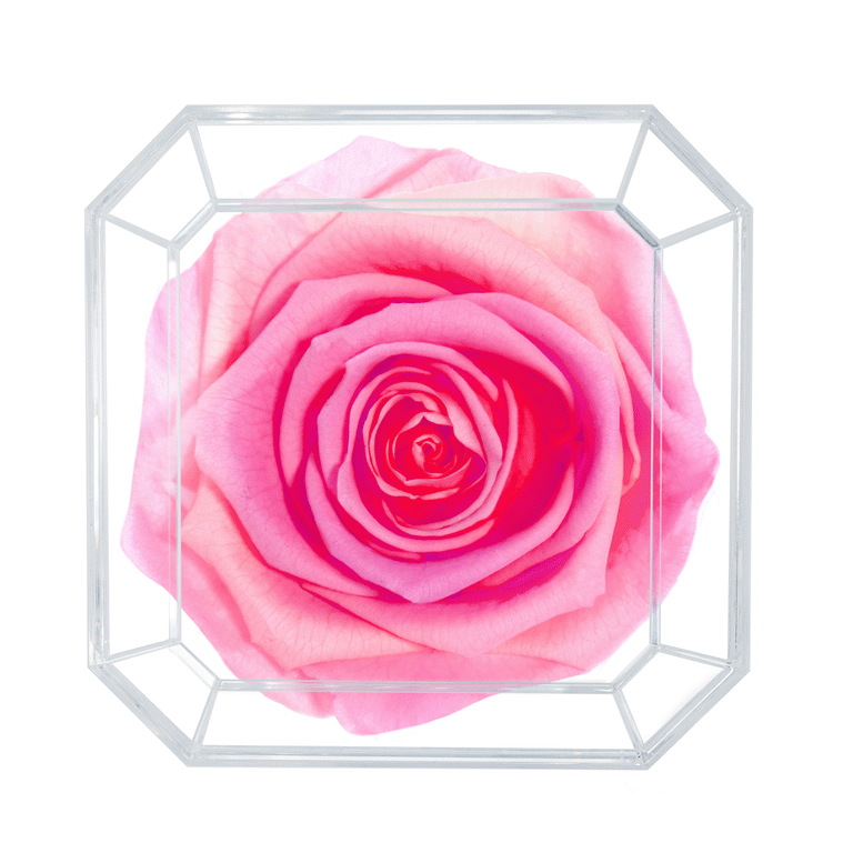 SOLO | DOUBLE PINK
