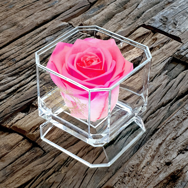 SOLO | DOUBLE PINK