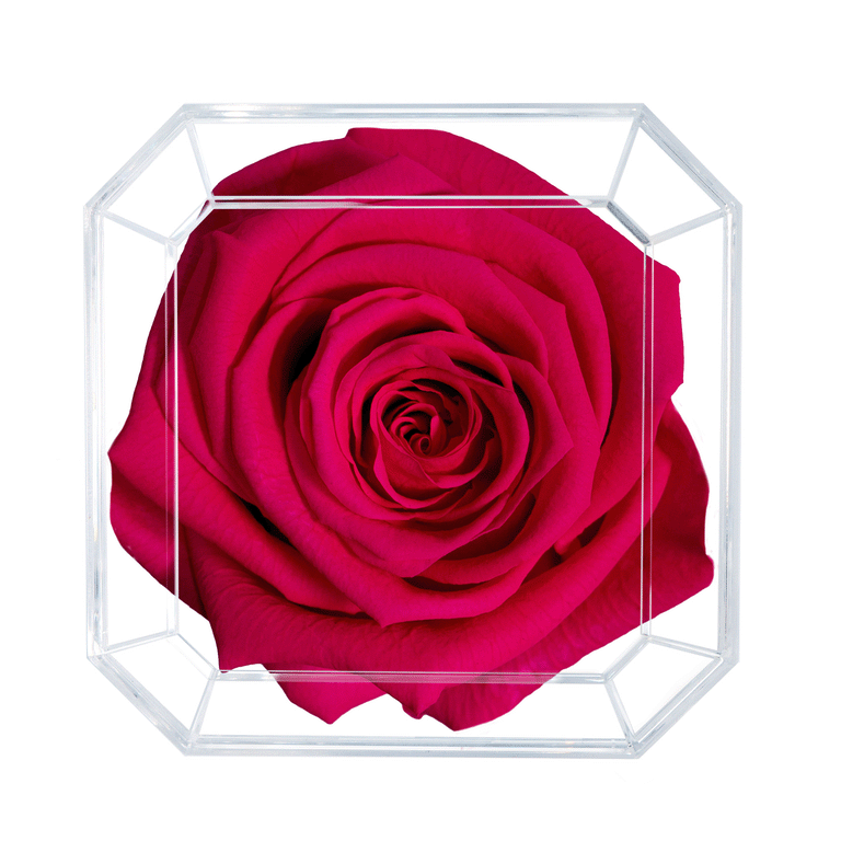 SOLO | FUCHSIA