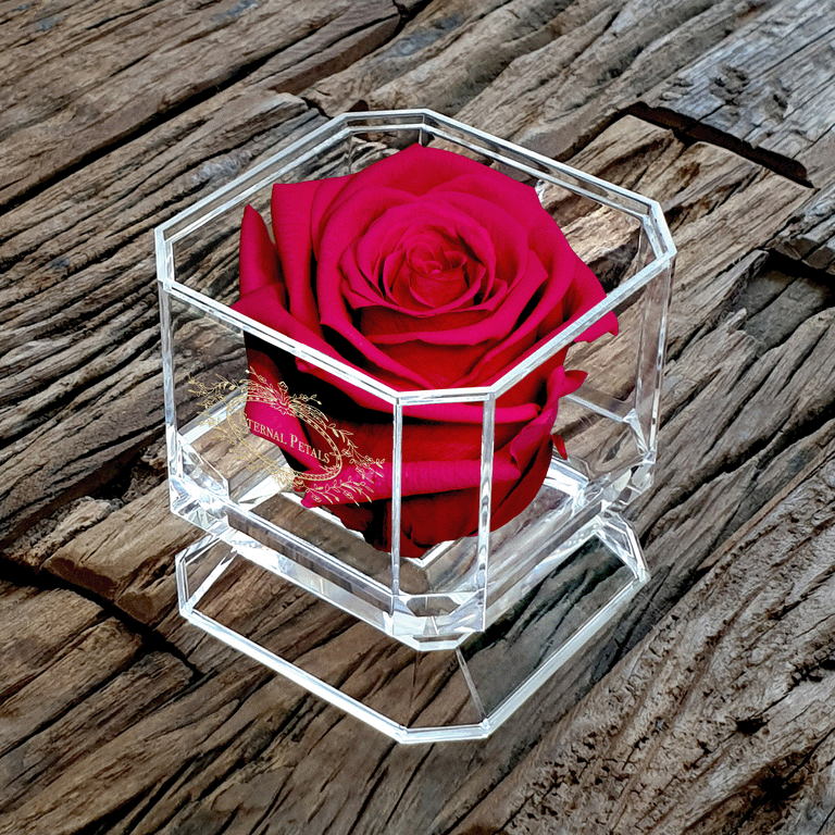 SOLO | FUCHSIA