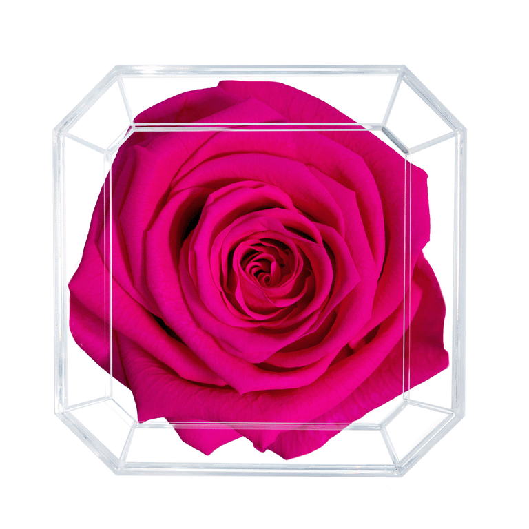 SOLO | HOT PINK