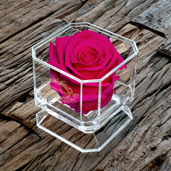 DIAMOND | HOT PINK