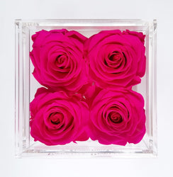 QUARTET | HOT PINK