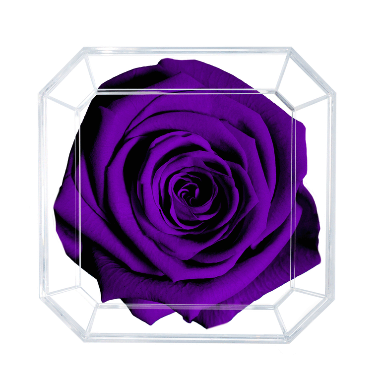 DIAMOND | PURPLE