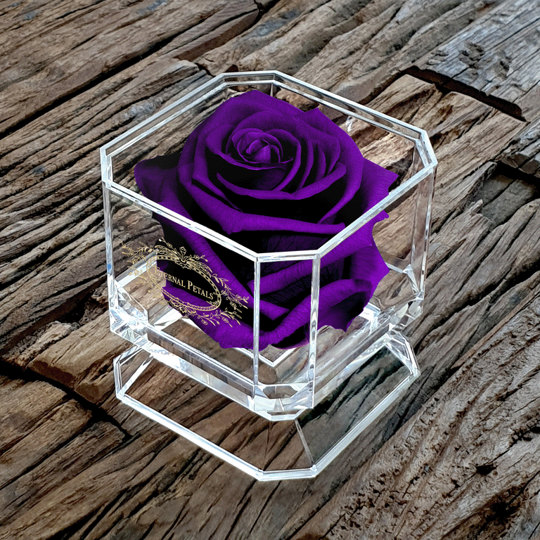 SOLO | PURPLE