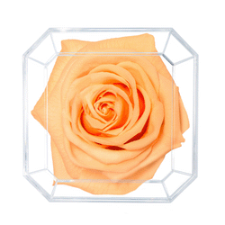 SOLO | PEACH