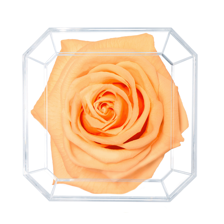 SOLO | PEACH