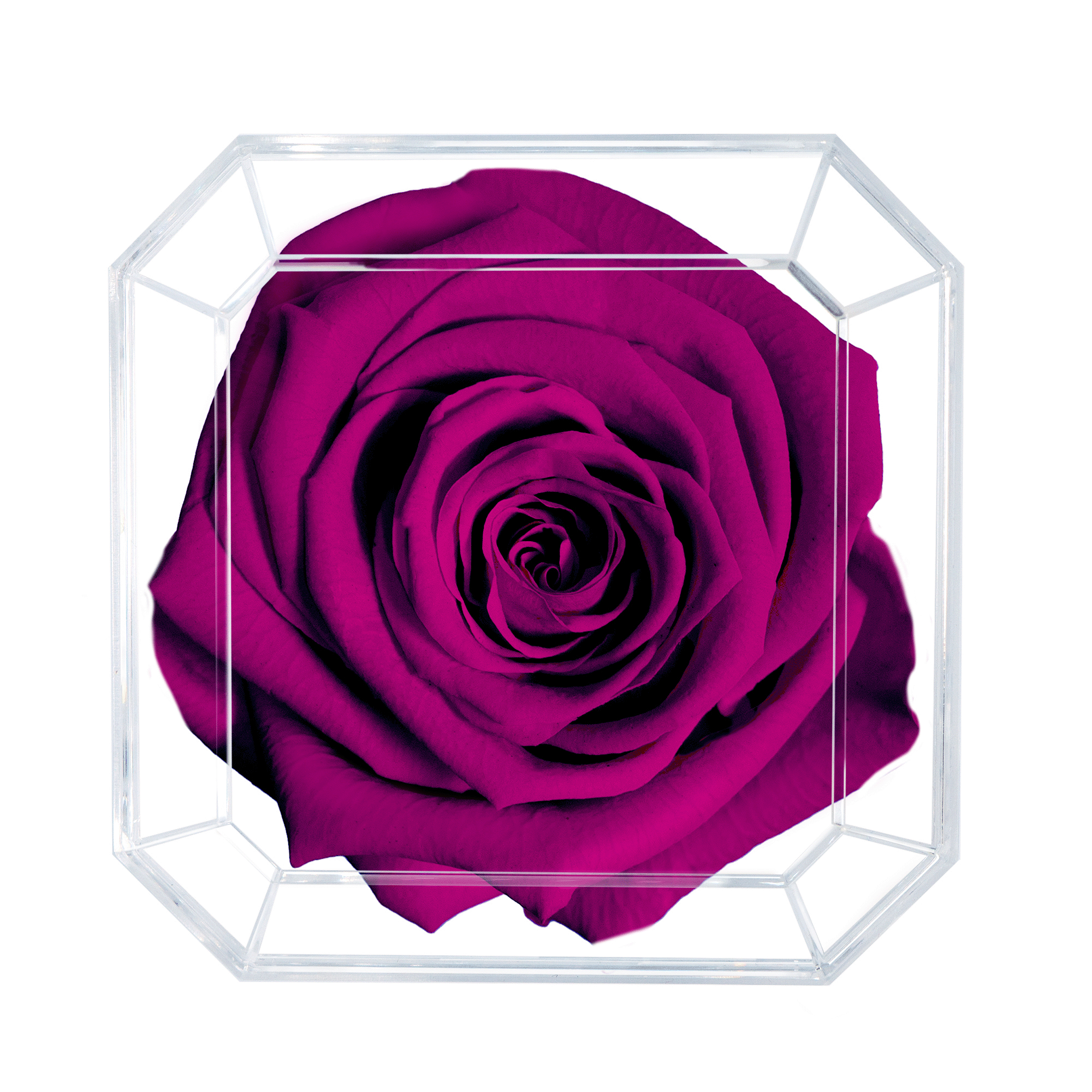 SOLO | PLUM