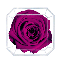 SOLO | PLUM
