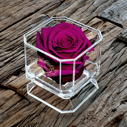 SOLO | PLUM