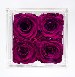 QUARTET | PLUM