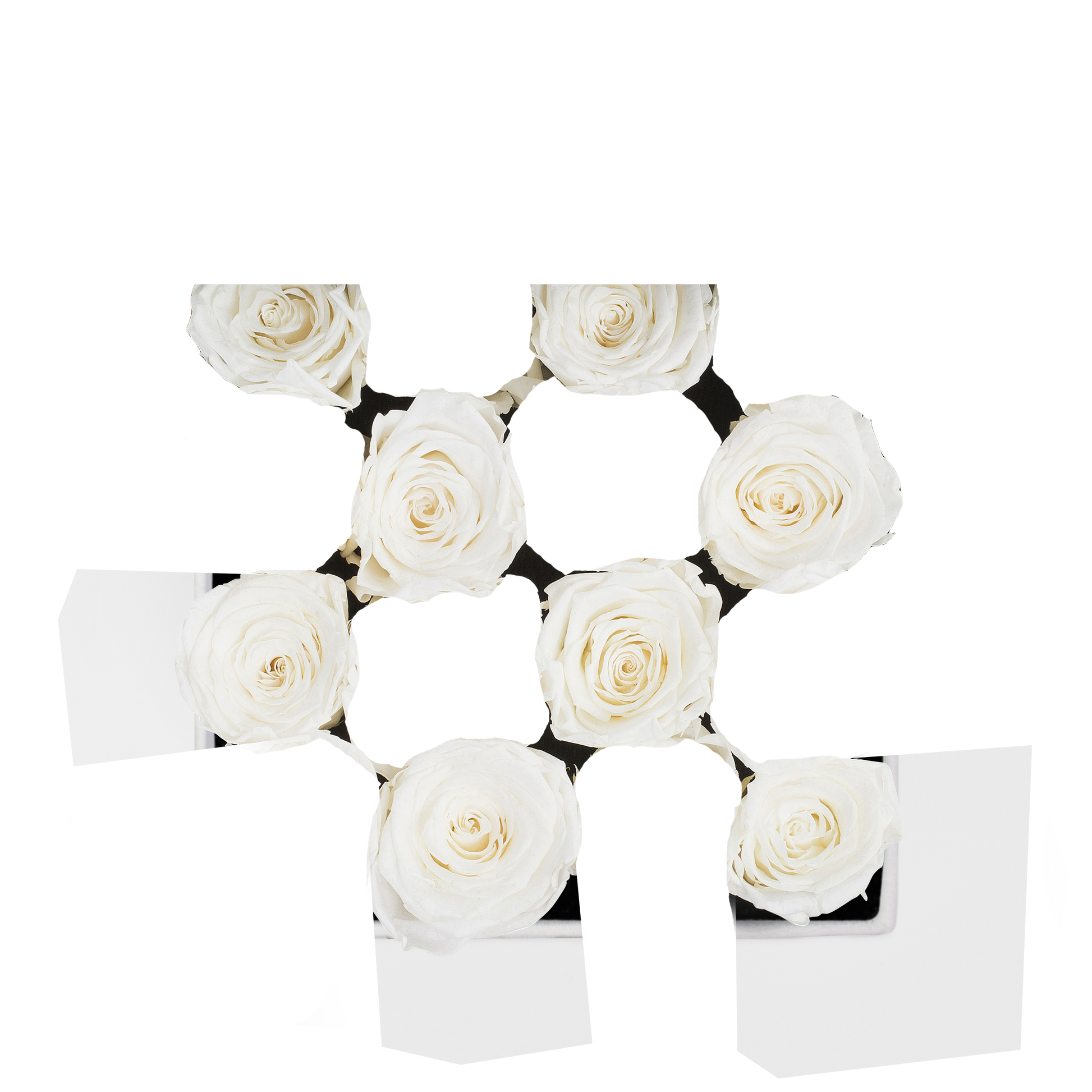 SECOND ROSE COLOR - SNOW WHITE