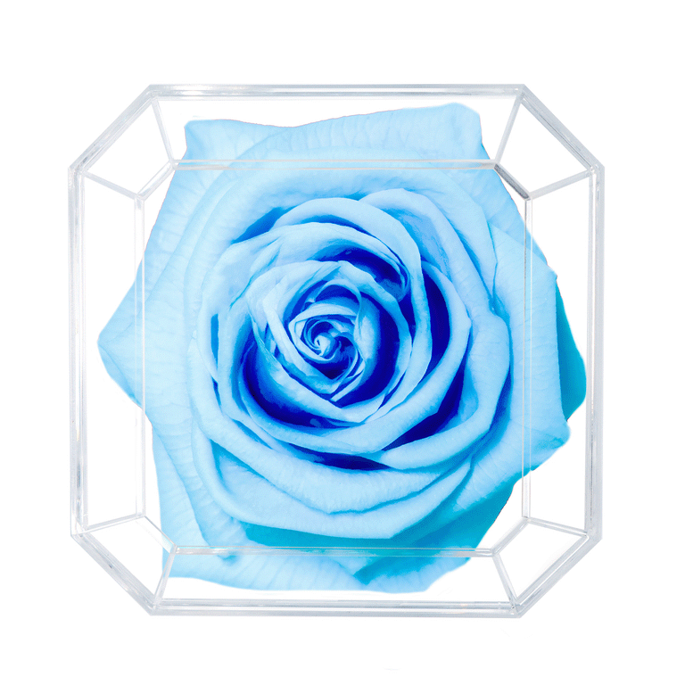 SOLO | BABY BLUE