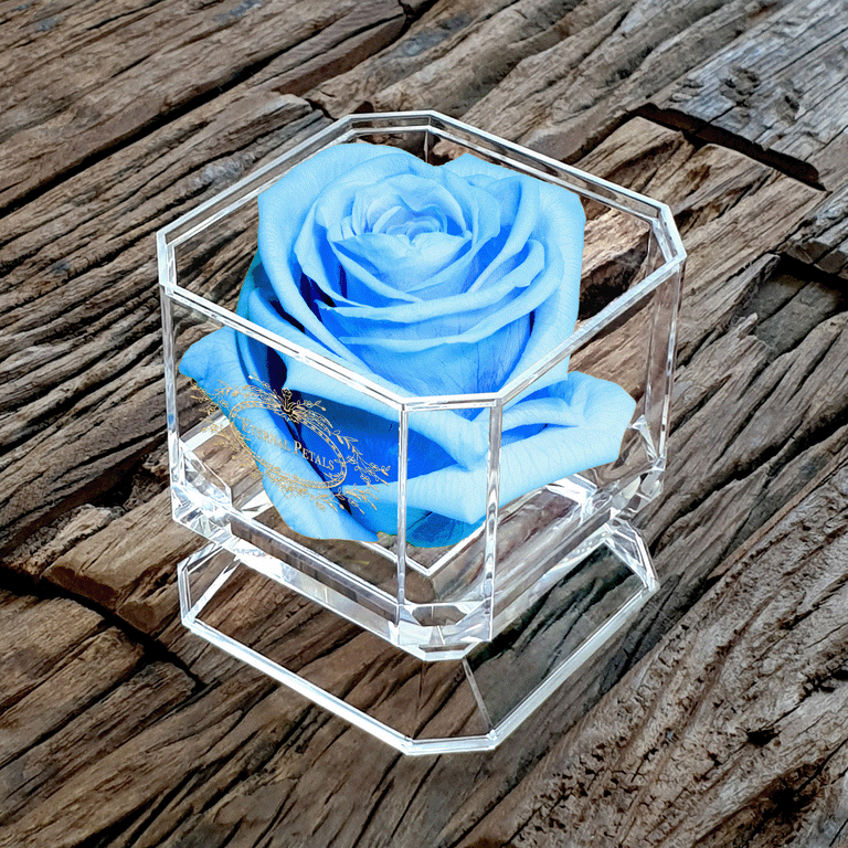 SOLO | BABY BLUE