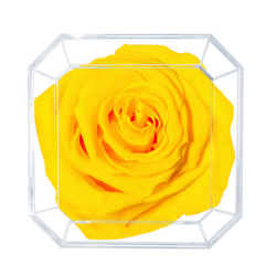 DAIMOND | BUMBLEBEE