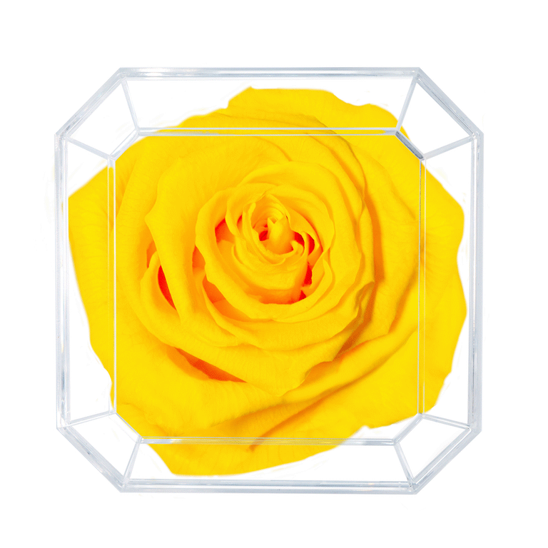 SOLO | BUMBLEBEE