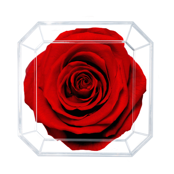 365 Pétalos de rosas (365 Petals of roses) (Hardcover)