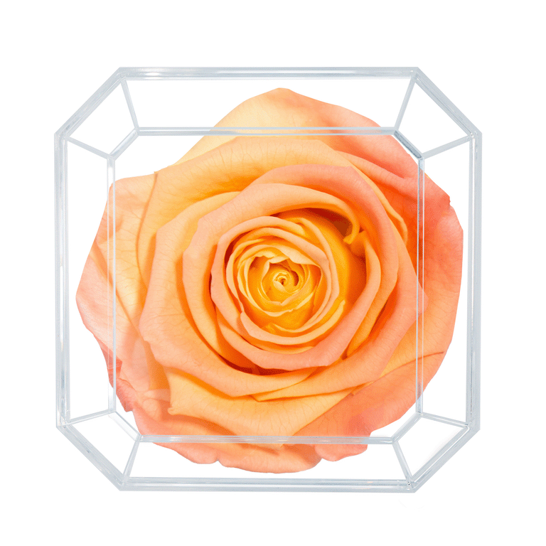 SOLO | DOUBLE PEACH