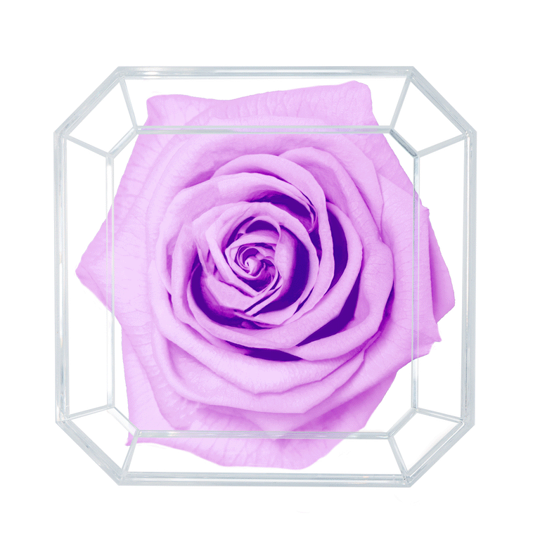 SOLO | LILAC