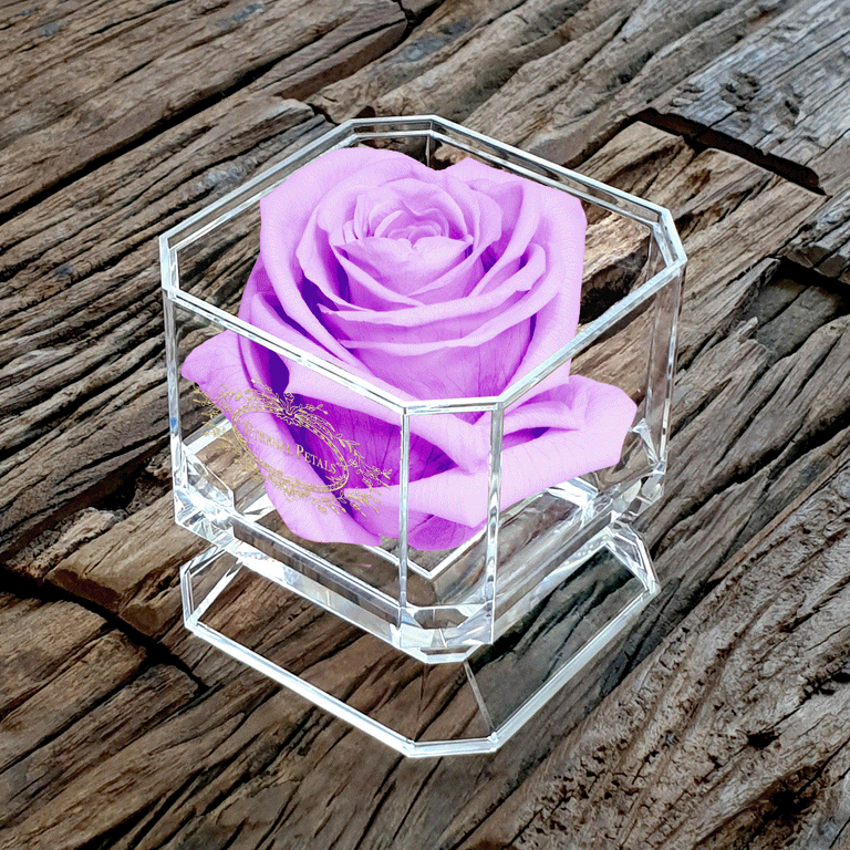 SOLO | LILAC
