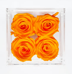 QUARTET | ORANGE