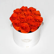 ORANGE | ROUND WHITE