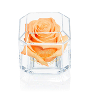 SOLO | PEACH