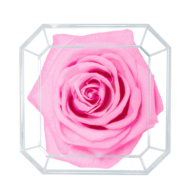 SOLO | PINK