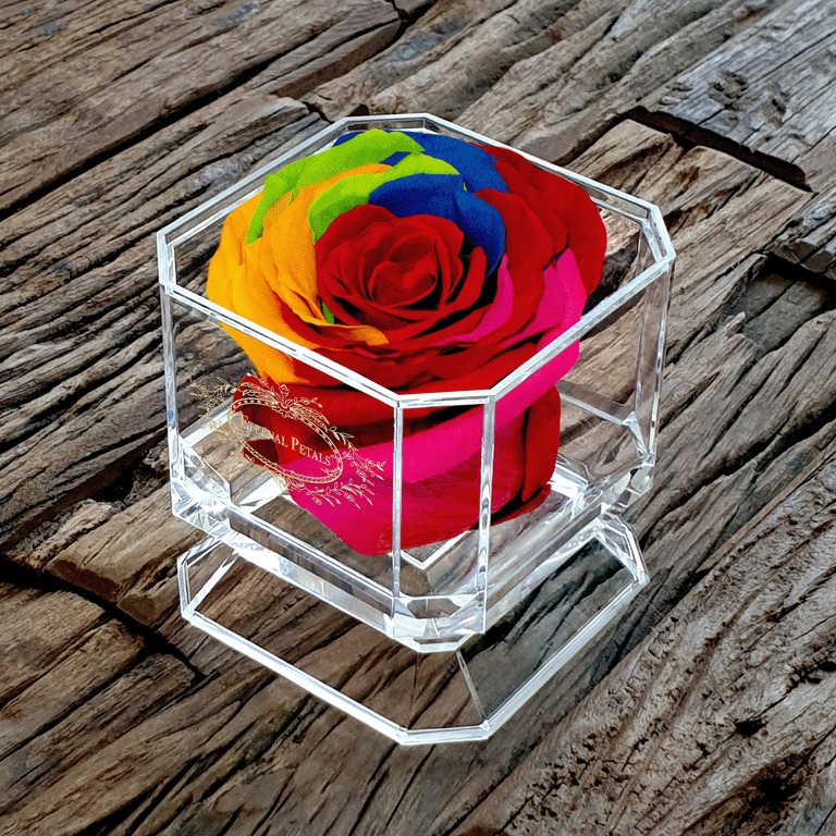 SOLO | RAINBOW