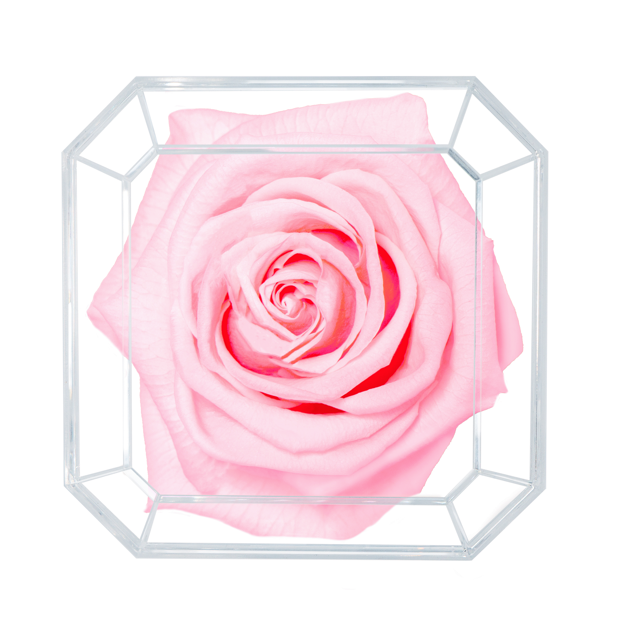 Eternal Petals