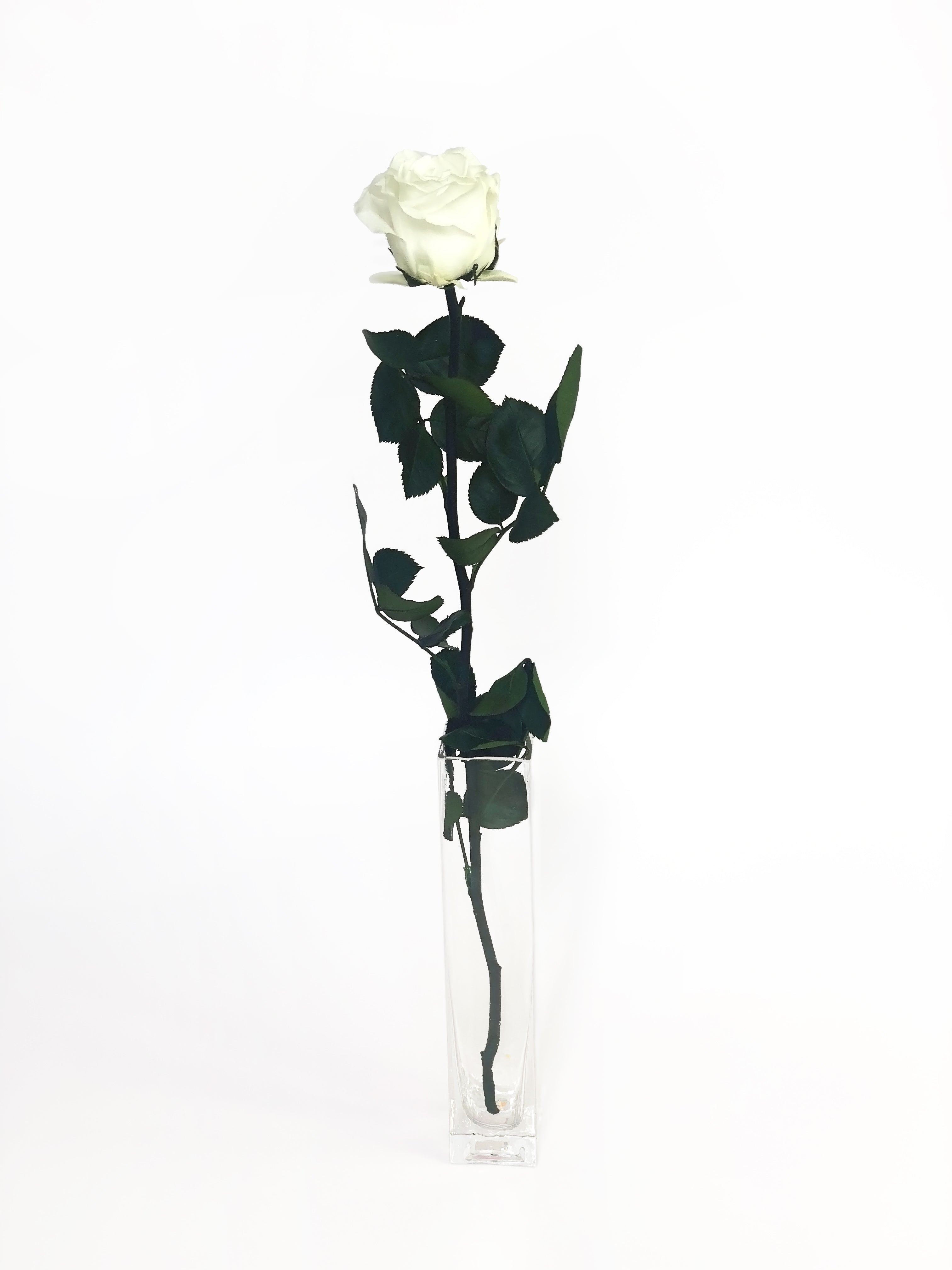 BUY A SINGLE LUXURY ROSE THAT LASTS A YEAR! | GRACE | ETERNAL PETALS ...